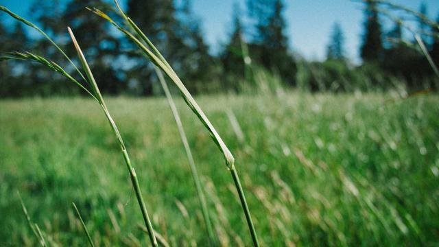 powerful words meditation I am